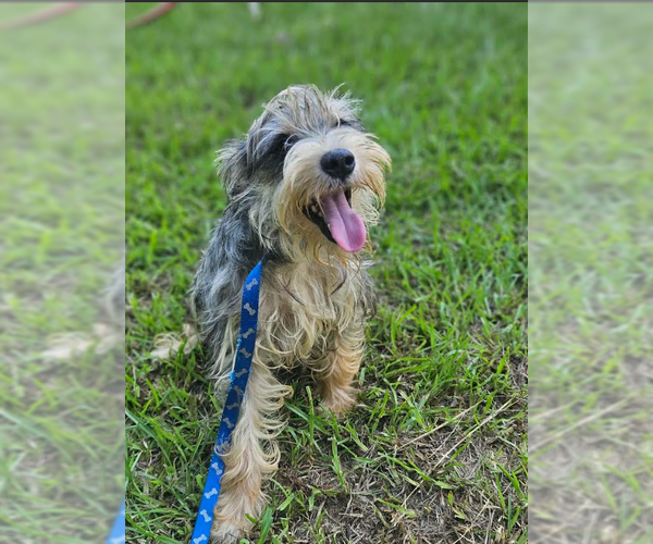 Medium Photo #3 Mutt Puppy For Sale in Cranston, RI, USA