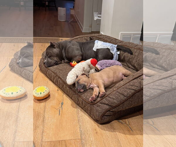 Medium Photo #6 Mutt Puppy For Sale in Philadelphia, PA, USA