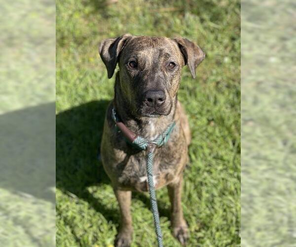 Medium Photo #2 Plott Hound-Unknown Mix Puppy For Sale in Fort Lauderdale, FL, USA