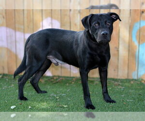 Labrador Retriever Dogs for adoption in West Valley, UT, USA