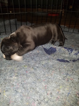 Medium Photo #10 American Pit Bull Terrier Puppy For Sale in GRIFFIN, GA, USA