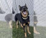 Small #1 German Shepherd Dog