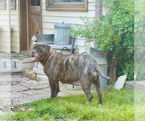 Bullmastiff Puppy for sale in BELLVILLE, TX, USA