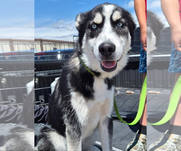 Medium Photo #2 Siberian Husky Puppy For Sale in Amarillo, TX, USA
