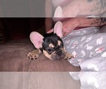 Small Photo #7 French Bulldog Puppy For Sale in GARDEN VALLEY, CA, USA