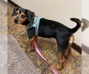 Beagle-Unknown Mix Dogs for adoption in Bridgewater, NJ, USA