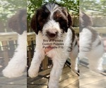 Small Photo #11 Pyredoodle Puppy For Sale in GEORGETOWN, TX, USA
