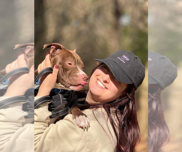 Medium Photo #13 Mutt Puppy For Sale in Wenonah, NJ, USA