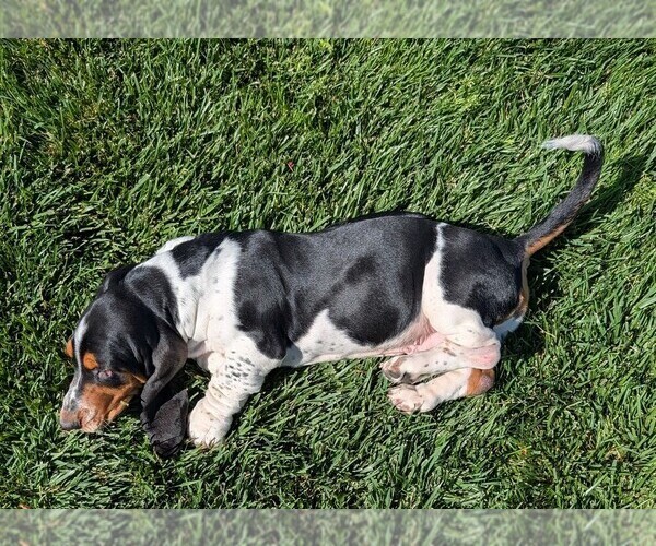 Medium Photo #29 Basset Hound Puppy For Sale in JEROME, ID, USA