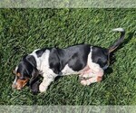 Small #28 Basset Hound