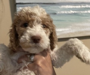 Springerdoodle Puppy for sale in MURRELLS INLET, SC, USA