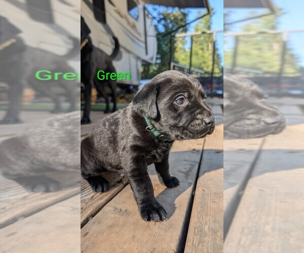 Medium Photo #3 Labrador Retriever Puppy For Sale in PIONEER, CA, USA