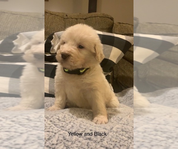 Medium Photo #2 Pyredoodle Puppy For Sale in MARION, IN, USA