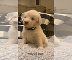 Small Photo #2 Pyredoodle Puppy For Sale in MARION, IN, USA