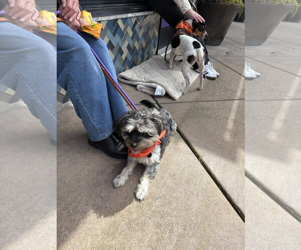 Medium Photo #4 Mutt Puppy For Sale in Bellevue, WA, USA