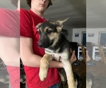 Small Photo #4 German Shepherd Dog Puppy For Sale in CLEARWATER, MN, USA