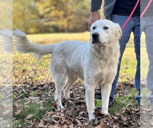 Medium Photo #2 Labrenees Puppy For Sale in Yardley, PA, USA