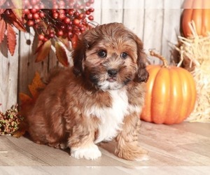 ShihPoo Puppy for sale in MOUNT VERNON, OH, USA