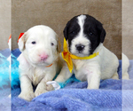 Small #4 Goldendoodle