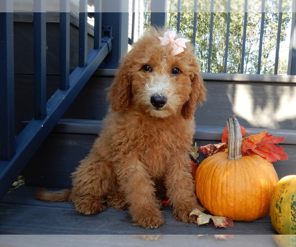 Medium Photo #1 Goldendoodle (Miniature) Puppy For Sale in MILLERSBURG, OH, USA