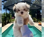 Small Photo #3 Mal-Shi Puppy For Sale in VALRICO, FL, USA