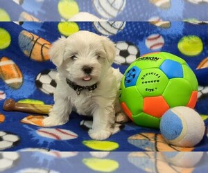 Maltese Puppy for Sale in OCALA, Florida USA
