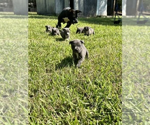 Alapaha Blue Blood Bulldog-American Pit Bull Terrier Mix Puppy for sale in HENDERSON, NC, USA