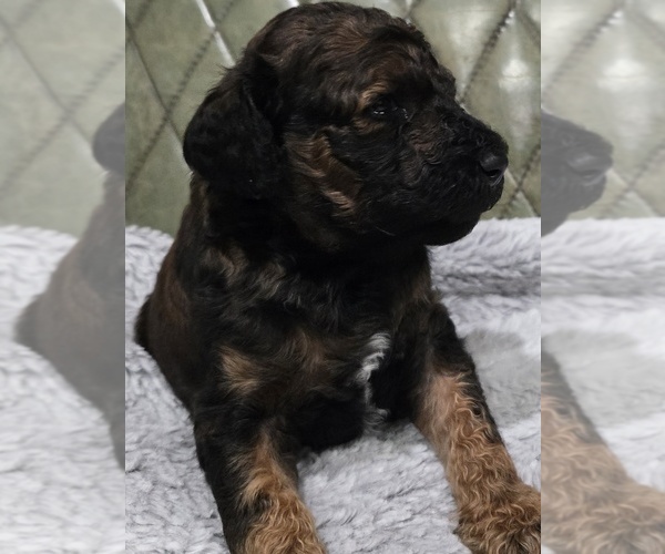Medium Photo #11 Poodle (Standard) Puppy For Sale in CONROE, TX, USA