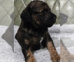 Small #1 Poodle (Standard)
