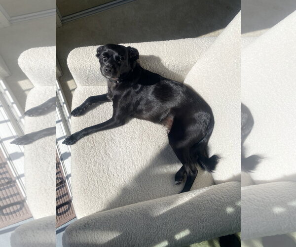 Medium Photo #2 Chihuahua-Colonial Cocker Spaniel Mix Puppy For Sale in Lake Elsinore, CA, USA