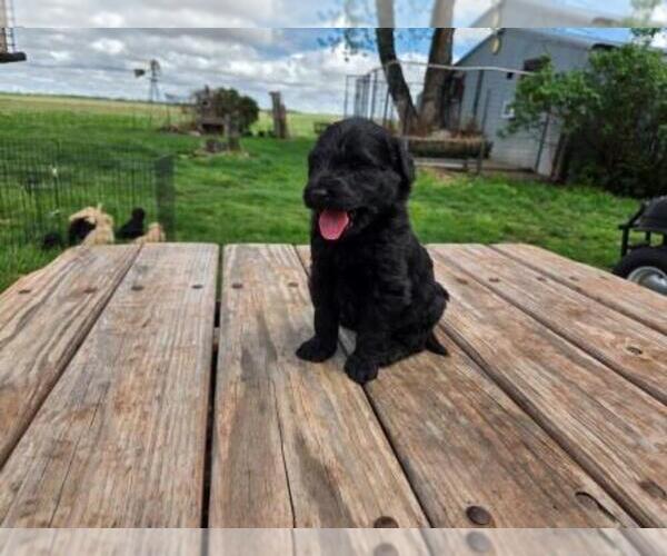 Medium Photo #3 Goldendoodle Puppy For Sale in LEON, KS, USA