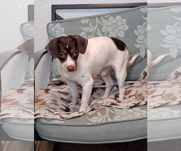 Medium Photo #3 Jack Chi Puppy For Sale in Eastman, GA, USA