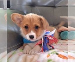Small Photo #34 Pembroke Welsh Corgi Puppy For Sale in ARROYO GRANDE, CA, USA