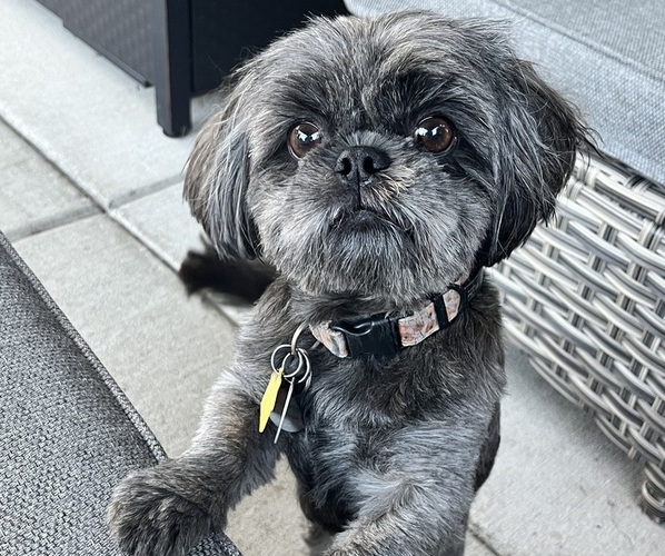 Medium Photo #1 Shih Tzu Puppy For Sale in VANCOUVER, WA, USA