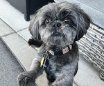 Small Photo #1 Shih Tzu Puppy For Sale in VANCOUVER, WA, USA