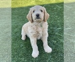 Small #18 Goldendoodle