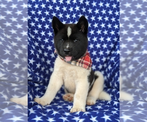 Medium Photo #2 Akita Puppy For Sale in AIRVILLE, PA, USA