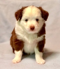 Miniature Australian Shepherd Puppy for sale in HEMLOCK, MI, USA