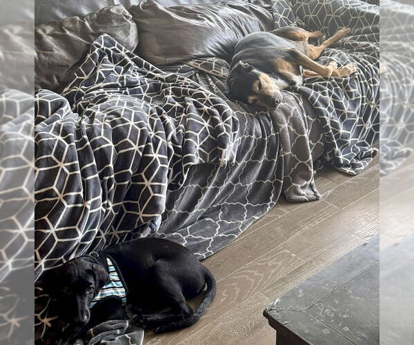Medium Photo #3 Mutt Puppy For Sale in San Juan Capistrano, CA, USA