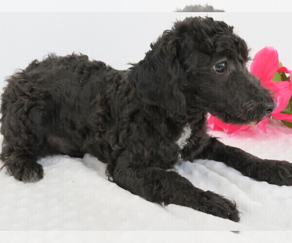 Medium Photo #3 Poodle (Miniature) Puppy For Sale in SHILOH, OH, USA