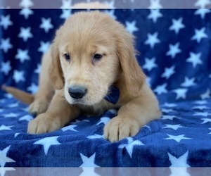 Golden Retriever Puppy for sale in LANCASTER, PA, USA