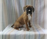Puppy Leo Boxer