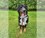 Small #1 Australian Mountain Dog
