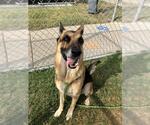 Small German Shepherd Dog