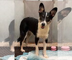 Small #3 Border Collie