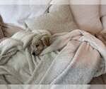 Small #5 Poodle (Miniature) Mix