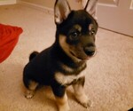 Small Photo #3 Shiba Inu Puppy For Sale in DAVENPORT, FL, USA
