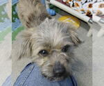 Small #3 Cairn Terrier Mix