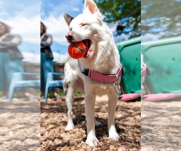 Medium Photo #3 Pomsky Puppy For Sale in St. Louis Park, MN, USA
