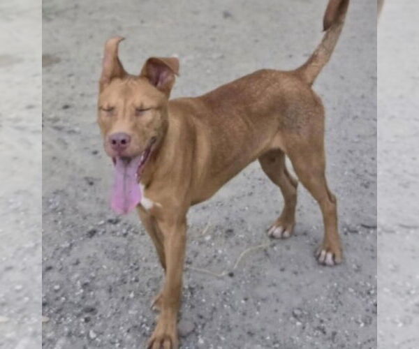 Medium Photo #3 Ibizan Hound-Pharaoh Hound Mix Puppy For Sale in Canton, CT, USA